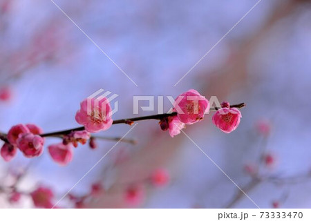 花 フラワー お花 73333470