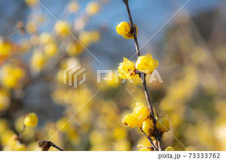 ロウバイ（蝋梅） 73333762