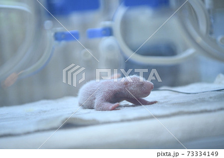 あかちゃんパンダ 73334149