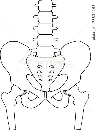 腸骨 仙骨 座骨を含めた骨盤周辺の骨のイラストのイラスト素材