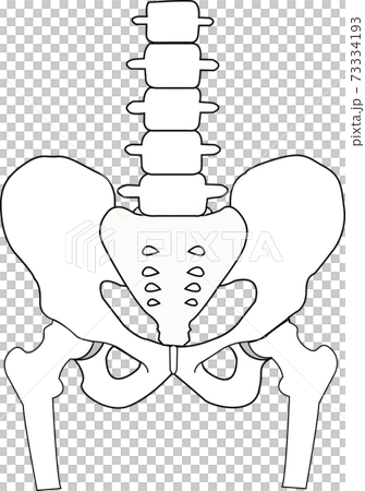 Illustration Of Bones Around The Pelvis Stock Illustration