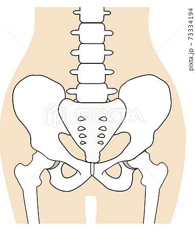 腸骨 仙骨 座骨を含めた骨盤周辺の骨のイラストのイラスト素材