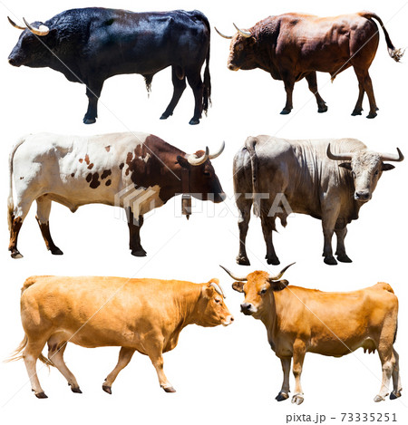 Collection of cows isolated on white background 73335251