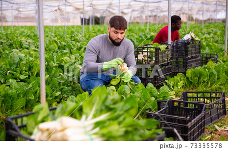 Young farmer harvesting Swiss chard in hothouse Young farmer harvesting Swiss chard in hothouse 73335578