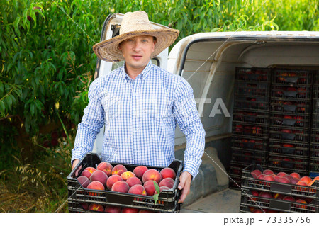 Man professional horticulturist packing crates with tasty peaches to car Man professional horticulturist packing crates with tasty peaches to car 73335756