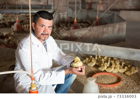 Positive man having duckling in hands Positive man having duckling in hands 73336003