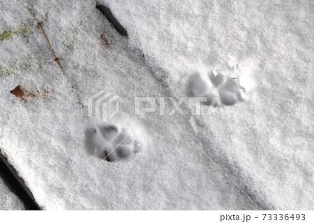 雪の上、トイプードルの足跡 73336493