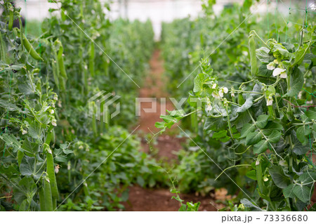 Image of seedlings of pea and soy growing in hothouse Image of seedlings of pea and soy growing in hothouse 73336680
