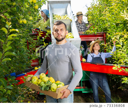 Farmer standing with box of harvested apples 73336808