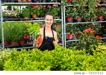 Glasshouse store worker holding plant 73337312