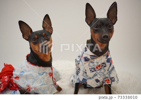 ミニチュアピンシャー 夏浴衣　和装　写真159 73338010