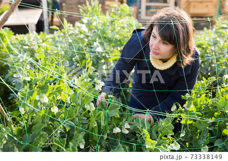 Female supervising growth of legume plants in garden 73338149