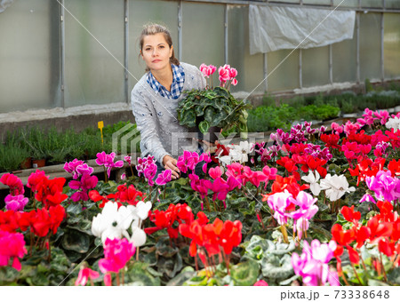 Female florist working with potted cyclamen Female florist working with potted cyclamen 73338648