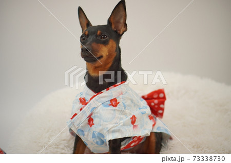 ミニチュアピンシャー 夏浴衣　和装　写真192 73338730