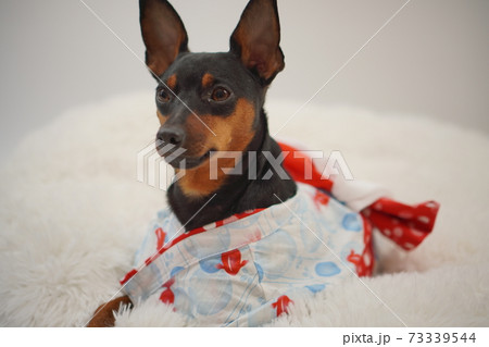 ミニチュアピンシャー 夏浴衣　和装　写真231 73339544