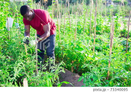 African american gardener with bamboo stick working with seedlings 73340095