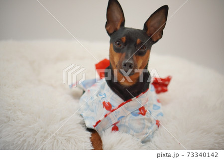 ミニチュアピンシャー 夏浴衣　和装　写真256 73340142