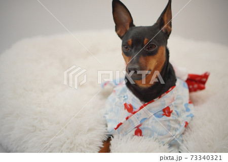 ミニチュアピンシャー 夏浴衣 和装 写真268 ミニチュアピンシャー 夏浴衣 和装 写真268 73340321