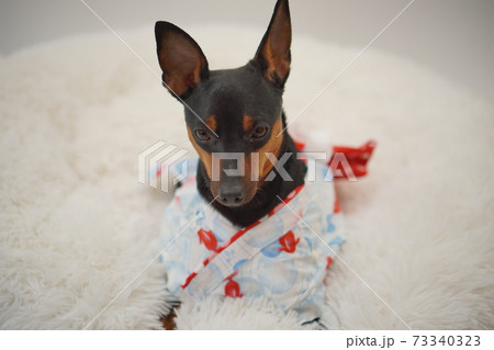 ミニチュアピンシャー 夏浴衣　和装　写真269 73340323