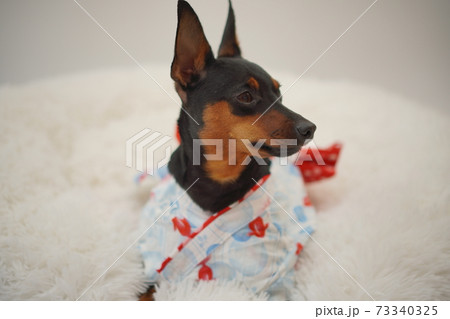 ミニチュアピンシャー 夏浴衣　和装　写真270 73340325