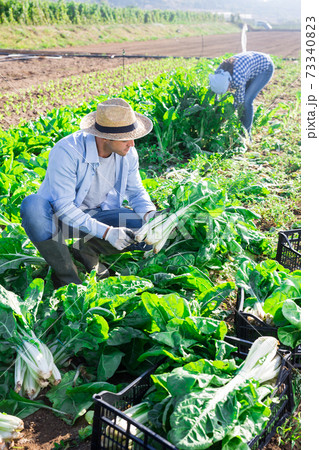 Young man harvesting ripened chard leaves in garden Young man harvesting ripened chard leaves in garden 73340823