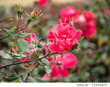 12月の赤いバラ ノックアウト の写真素材