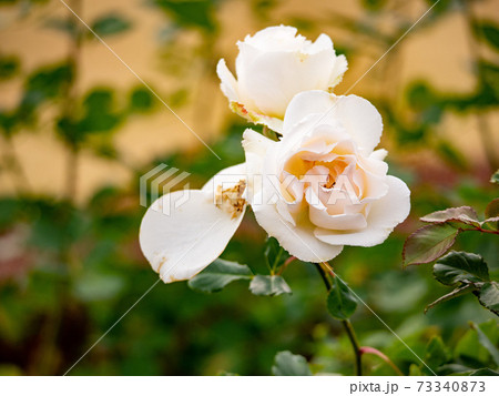 12月の白いのバラと蕾 マーガレットメリル の写真素材
