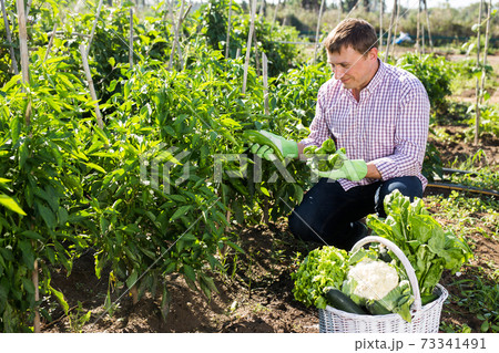 Man gardener during harvesting of peppers and other vegetables Man gardener during harvesting of peppers and other vegetables 73341491