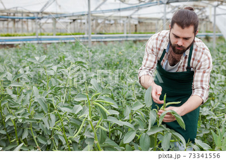 Worker controlling quality of legume plants Worker controlling quality of legume plants 73341556