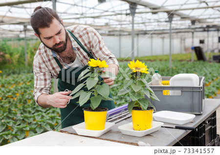 Gardener working with decorative sunflowers Gardener working with decorative sunflowers 73341557