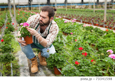 Florist checking flowering geraniums Florist checking flowering geraniums 73341598