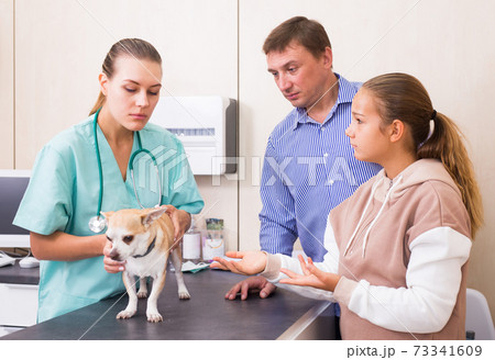Female veterinarian examining puppy in clinic in presence of worried man and preteen girl 73341609