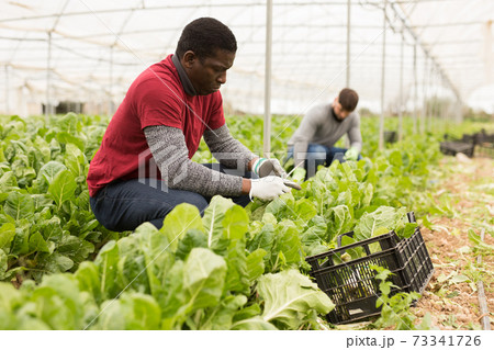 Afro-american man harvesting mangold in a plastic box 73341726