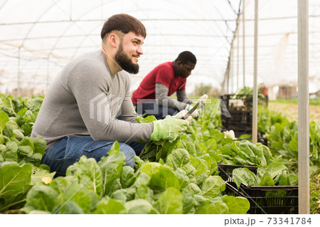 Male gardener picking mangold while gardening in greenhouse at sunny day Male gardener picking mangold while gardening in greenhouse at sunny day 73341784