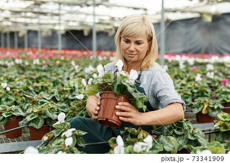 Woman gardener in apron choosing flowers of white cyclamen in pot Woman gardener in apron choosing flowers of white cyclamen in pot 73341909