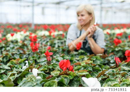 Woman while gardening flowers of red cyclamen in pots indoors in hothouse 73341931