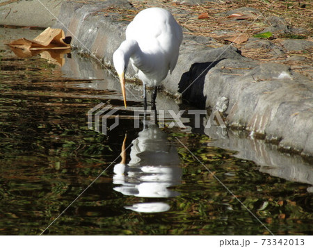 稲毛海浜公園のダイサギ 73342013
