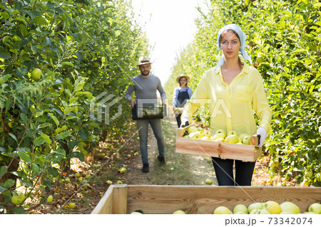 Team of workers harvest apples on a plantation 73342074