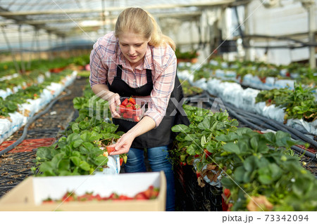 Woman picking strawberry in greenhouse 73342094