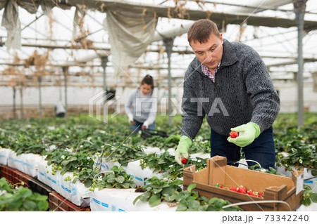 Positive man harvesting strawberries in greenhouse 73342240
