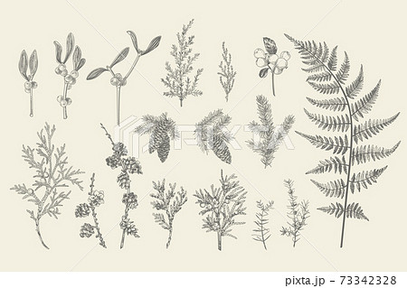 Set of Christmas plants. 73342328