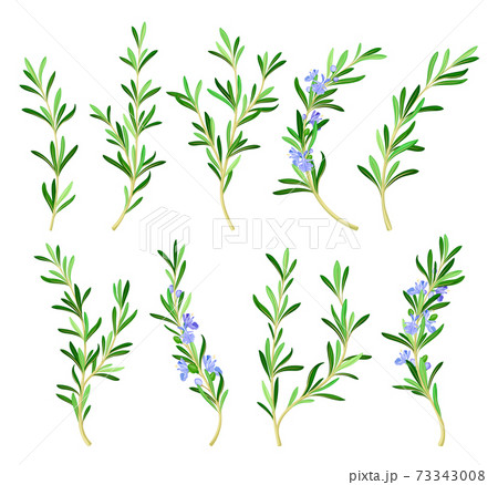 Rosemary Twig as Perennial Herb with Fragrant, Evergreen, Needle-like Leaves and Blue Flowers Vector Set 73343008