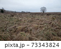 Dry withered grass in the water in late autumn 73343824