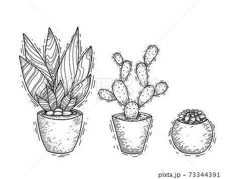 Set of contour illustration of succulent cactus in pots with hatching. Engraved picture of a home plant for interior decoration. Vector sketch 73344391