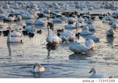 早朝の白鳥 73345389