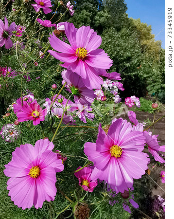 Kosmeya flowers growing in the garden. Kosmeya flowers growing in the garden. 73345919