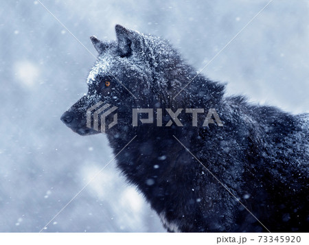 The Canadian wolf waits for its prey during a snowfall in the evening. 73345920