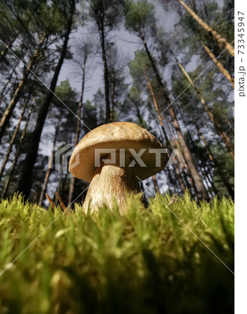 white mushroom standing in the forest in autumn. white mushroom standing in the forest in autumn. 73345947