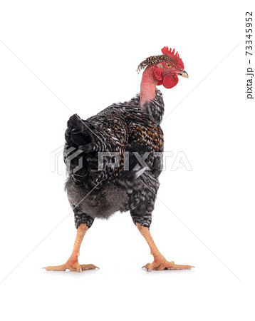 naked neck rooster isolated on white background naked neck rooster isolated on white background 73345952