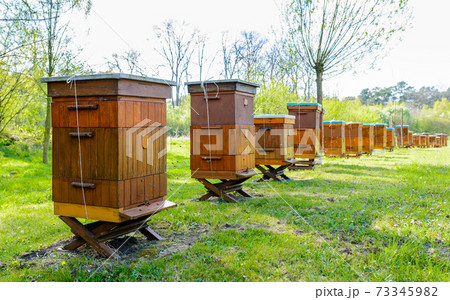 Beehives in apiary near forest. Bio Honey Production and Beekeeping Concept Beehives in apiary near forest. Bio Honey Production and Beekeeping Concept 73345982